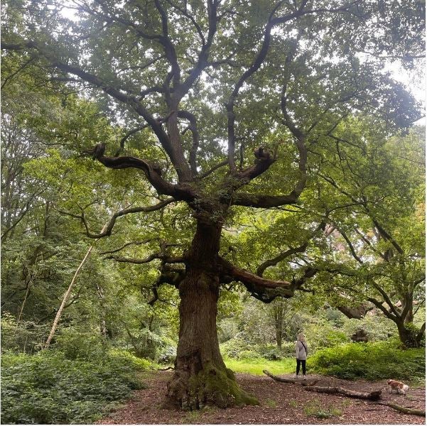 A tree of the day as captured by Alastair Campbell