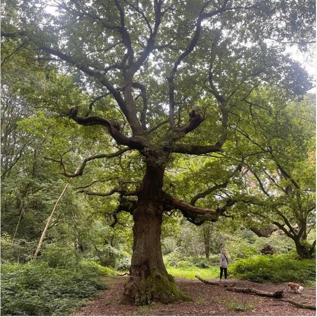 <p>A tree of the day as captured by Alastair Campbell</p>