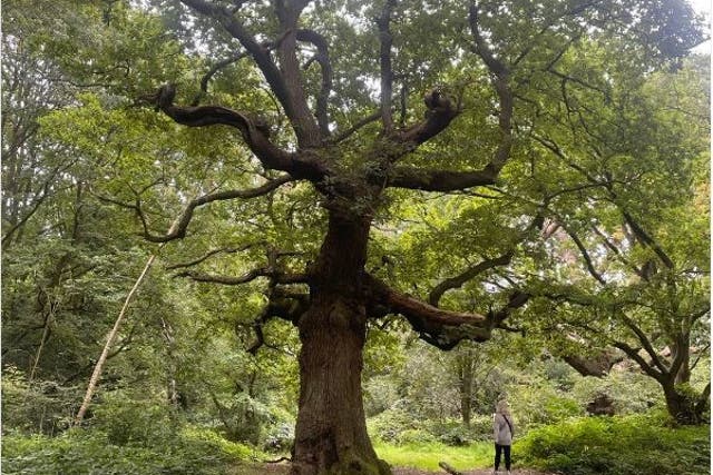 <p>A tree of the day as captured by Alastair Campbell</p>