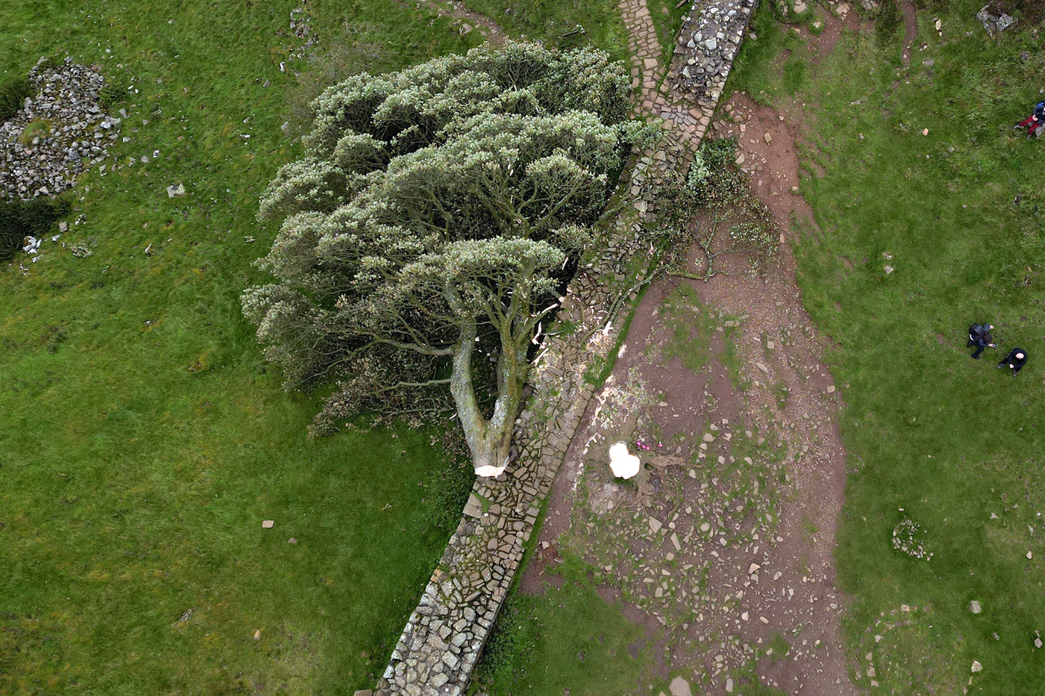 People visit the felled tree next to Hadrian's Wall