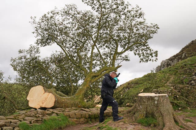 <p>A forensic investigator from Northumbria Police photographs the felled Sycamore Gap tree</p>