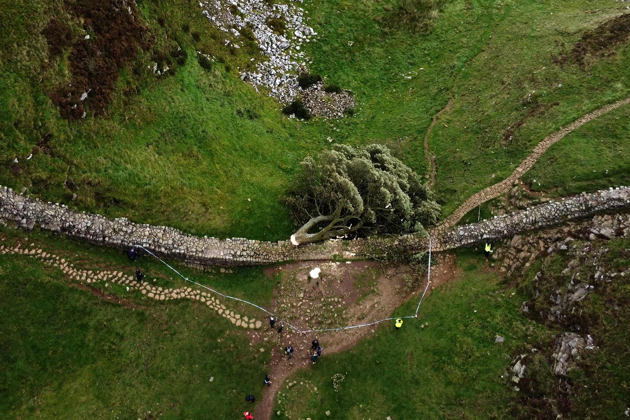 The felled Sycamore Gap tree remains at the site along Hadrian’s Wall in Northumberland