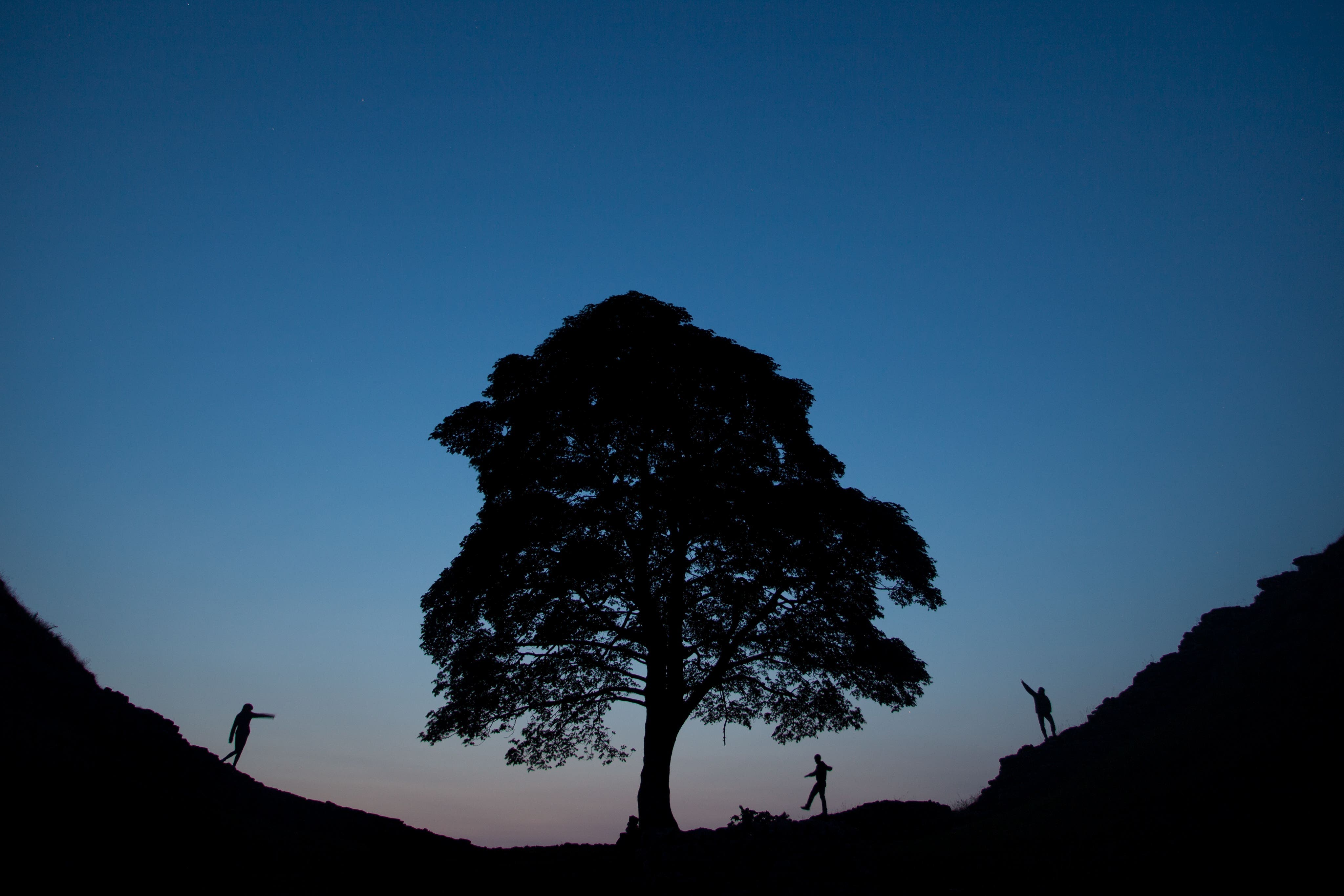 Man in his 60s arrested over felling of famous Hadrian's Wall tree - Vimarsana News