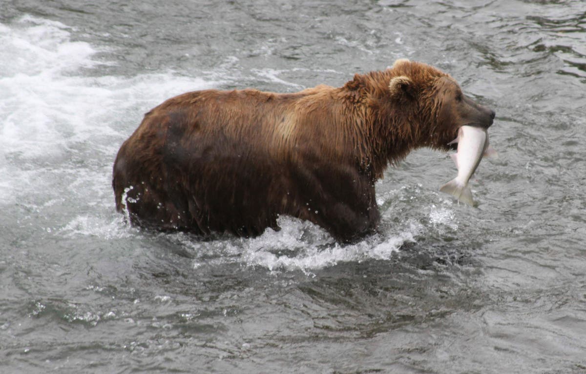 Fat Bear Week 2023 Is Here And Oh Lawd, They Coming TrendRadars