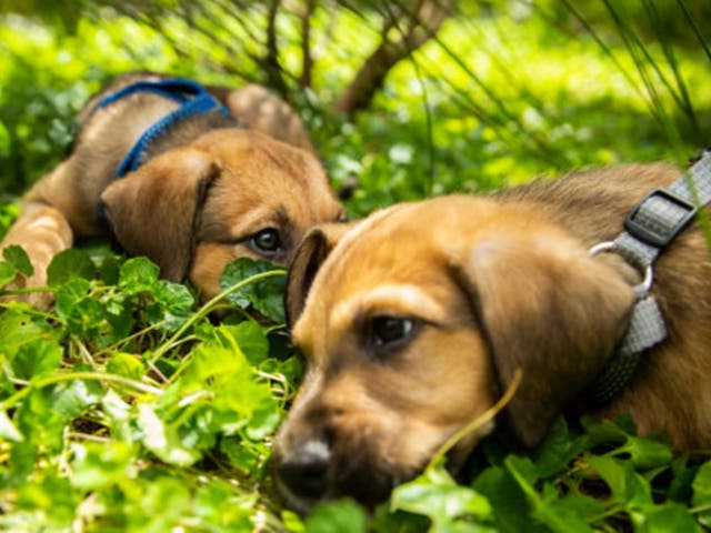 <p>Promises to curb puppy smuggling and dog theft have been axed </p>