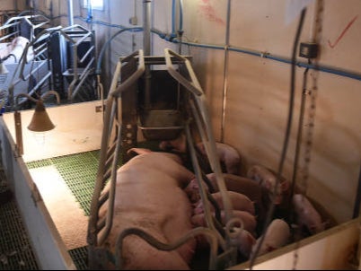 No action has been taken on cages including farrowing crates