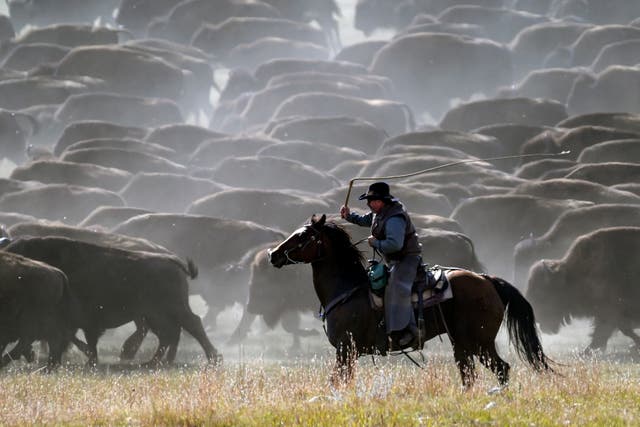 Bison Roundup