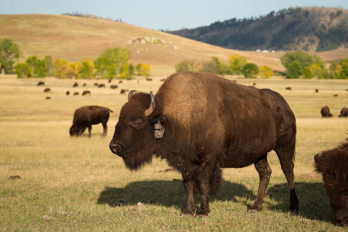 Endangered bison spotted for the first time in decades 