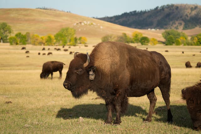 <p>File image: Bisons are also found in North America and South Asia  </p>