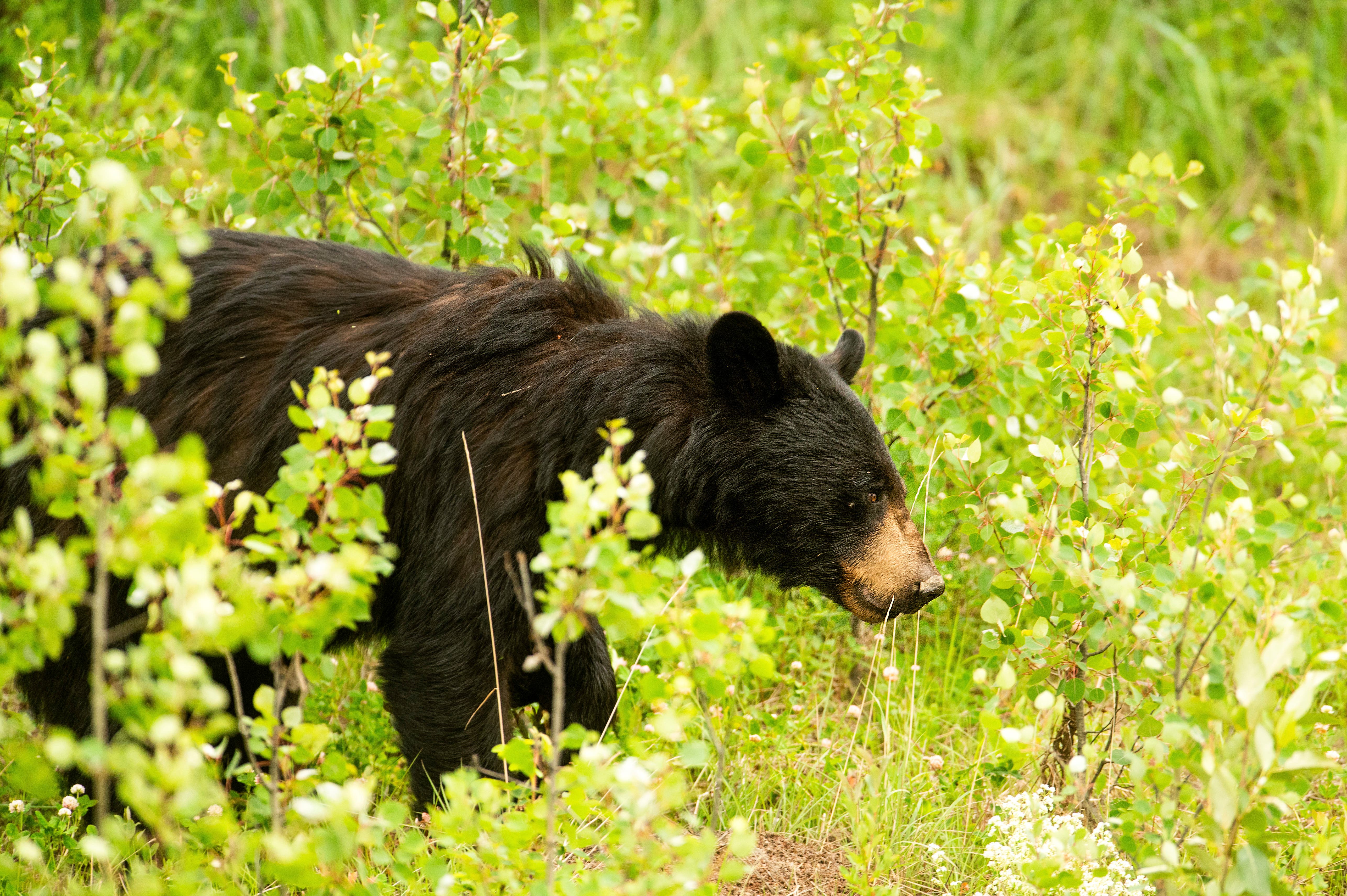 North Macedonia national park's rising bear population poses a threat to residents - Vimarsana News
