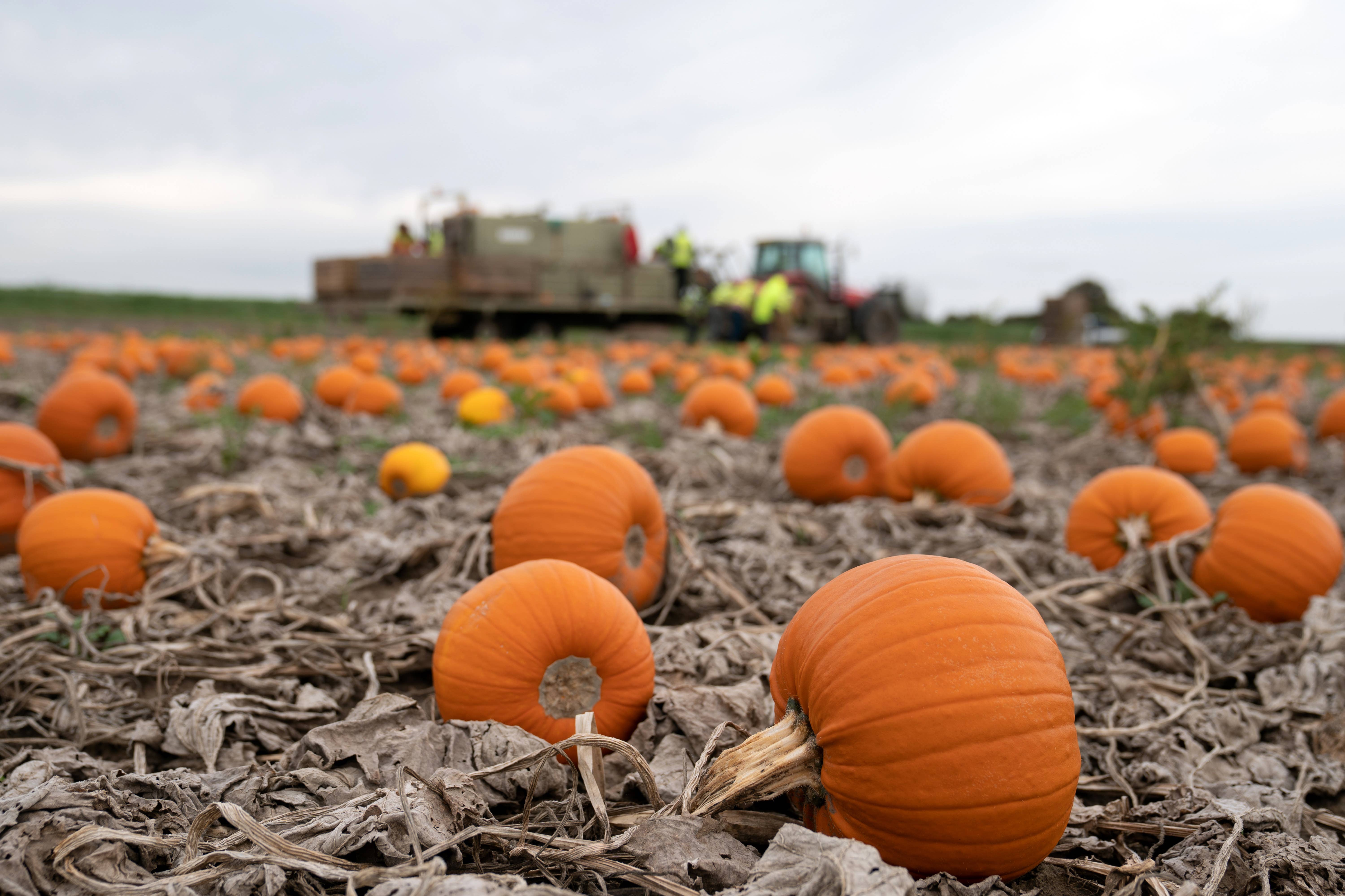 The wet weather has been key to a bumper crop of pumpkins this year (Joe Giddens/PA)