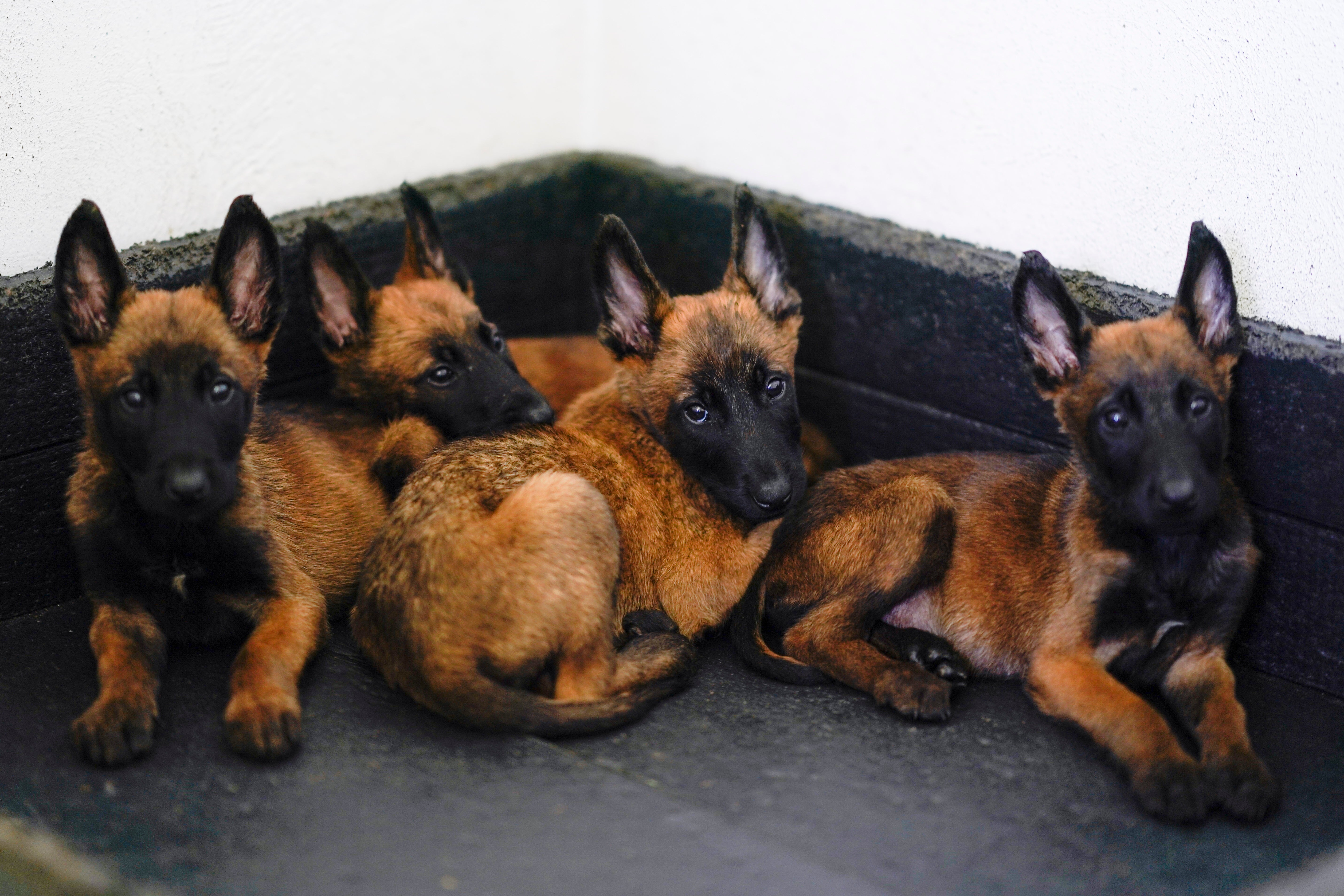 Rescue me best sale belgian malinois