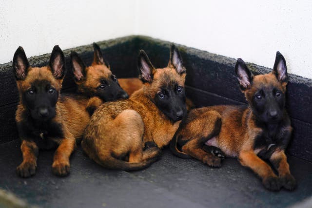 Mexico Army Puppies