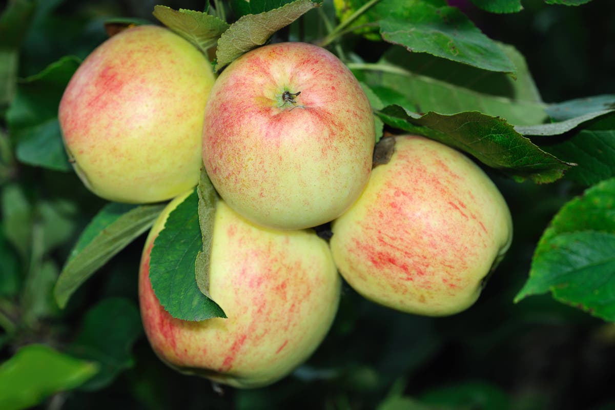 Why hasn’t my apple tree produced much fruit this year?