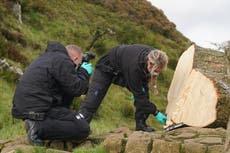 Man in his 60s bailed over felling of landmark Sycamore Gap tree