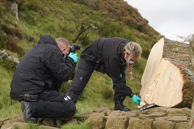 Forensic investigators from Northumbria Police examine the felled Sycamore Gap tree, on Hadrian’s Wall (Owen Humphreys/PA)