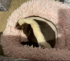 ‘Fully loaded’ pet skunk escapes owner’s garden as people warned not to touch it