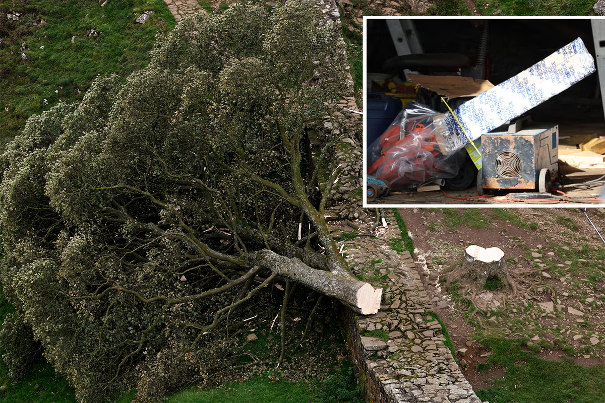 Sycamore Gap tree – latest: Chainsaw recovered from farm as lumberjack in 60s released on bail