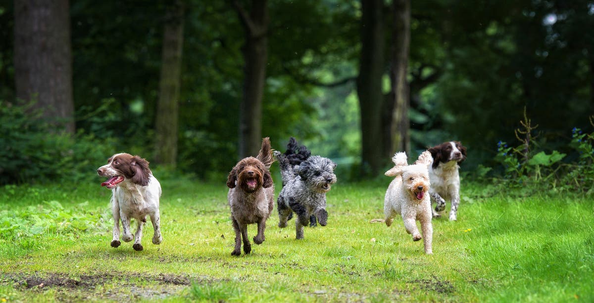 Dogs’ facial markings could play a role in how close they are with owners