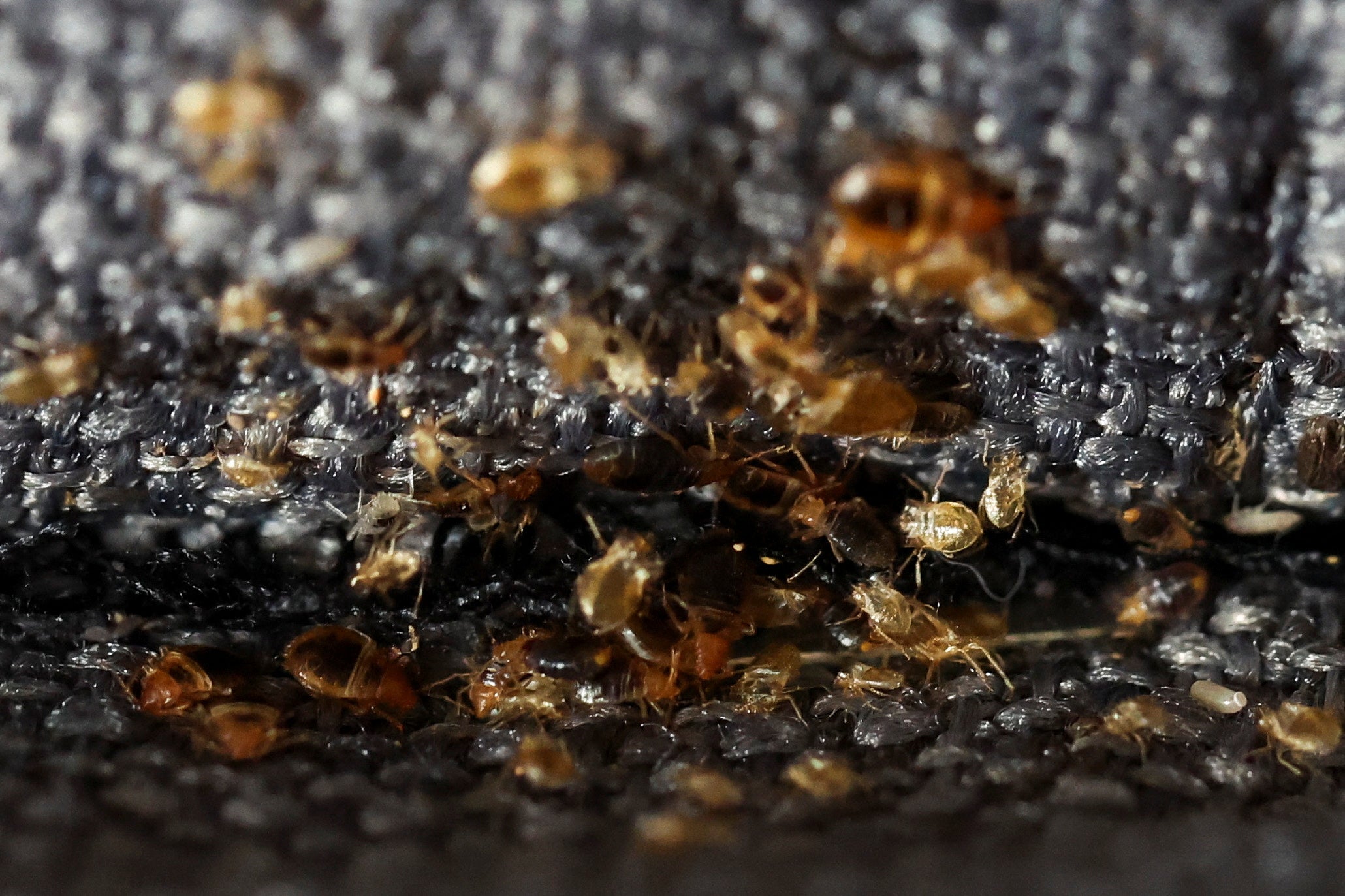 Bed bugs are seen in hiding in seat material in Paris