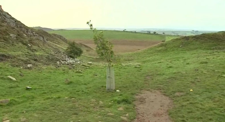 The sapling planted by Kieran Chapman on Friday - and then removed by the National Trust on Sunday