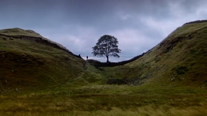 The Sycamore Gap tree before it was cut down