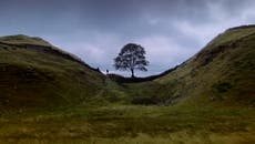 Sycamore Gap: 300-year-old tree stars in 90s classic Robin Hood movie before vandalism