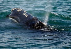 Environmental groups demand emergency rules to protect rare whales from ship collisions
