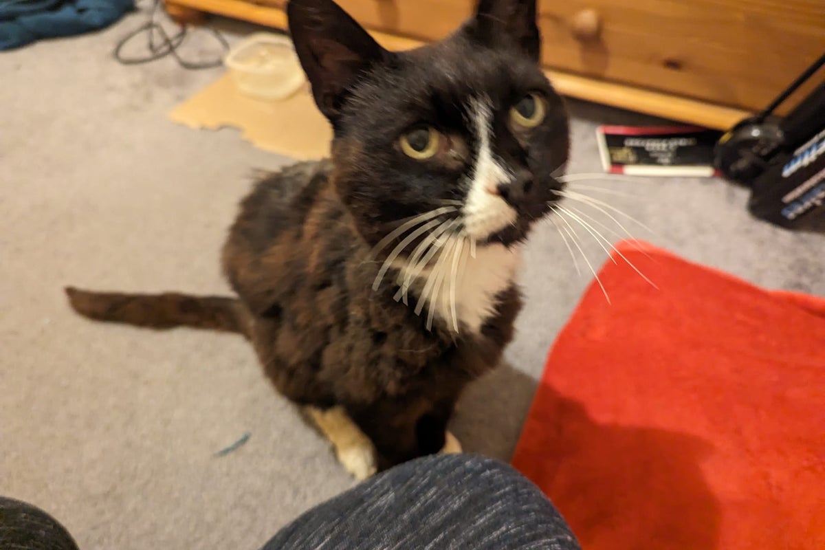 Lost cat miraculously reunited with owner after 11 years | The Independent