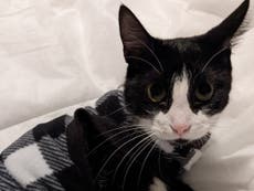 Cat owner reunited with pet Tux after emotional Lyft ride saga