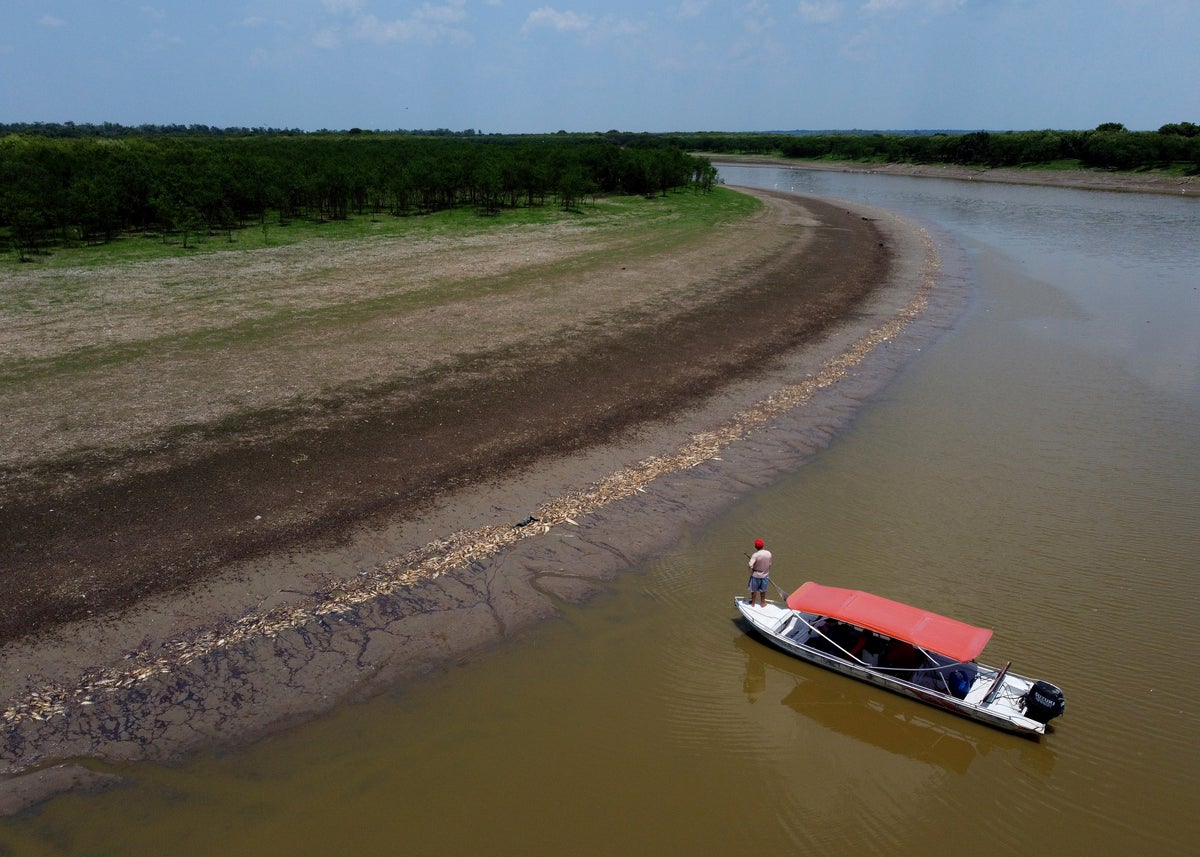 More than 100 dolphins found dead in Brazilian Amazon as water temperatures rise to record levels