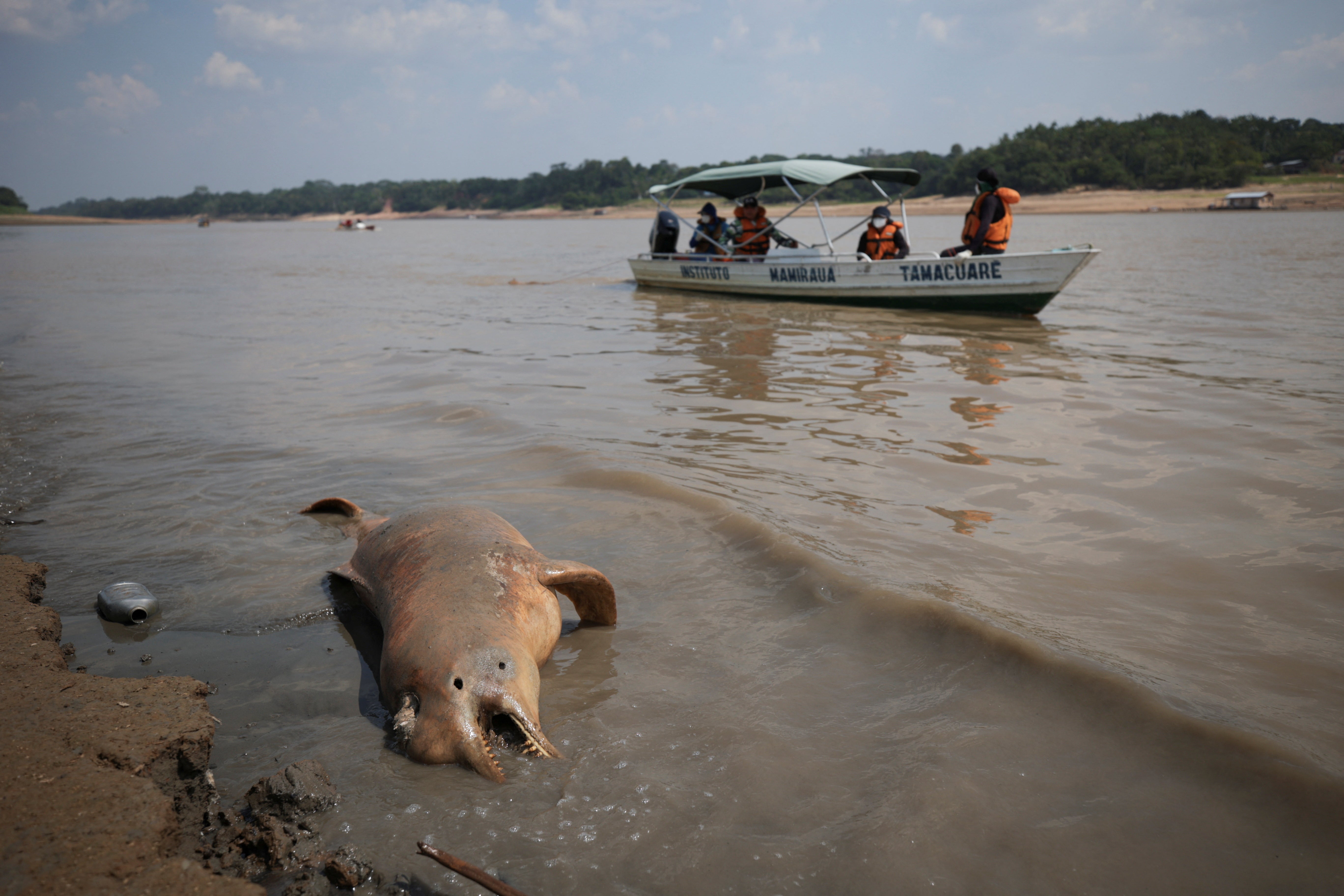 Researchers from the Mamiraua Institute for Sustainable Development observe a dead dolphin at Tefe lake