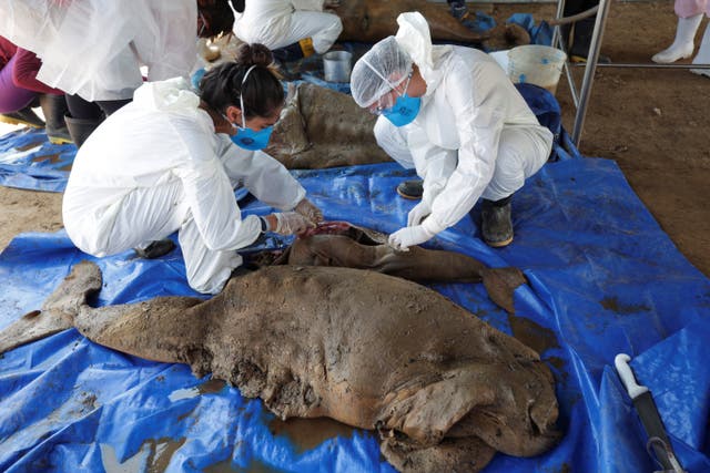 More than 100 dolphins and thousands of fish found dead in Brazilian ...