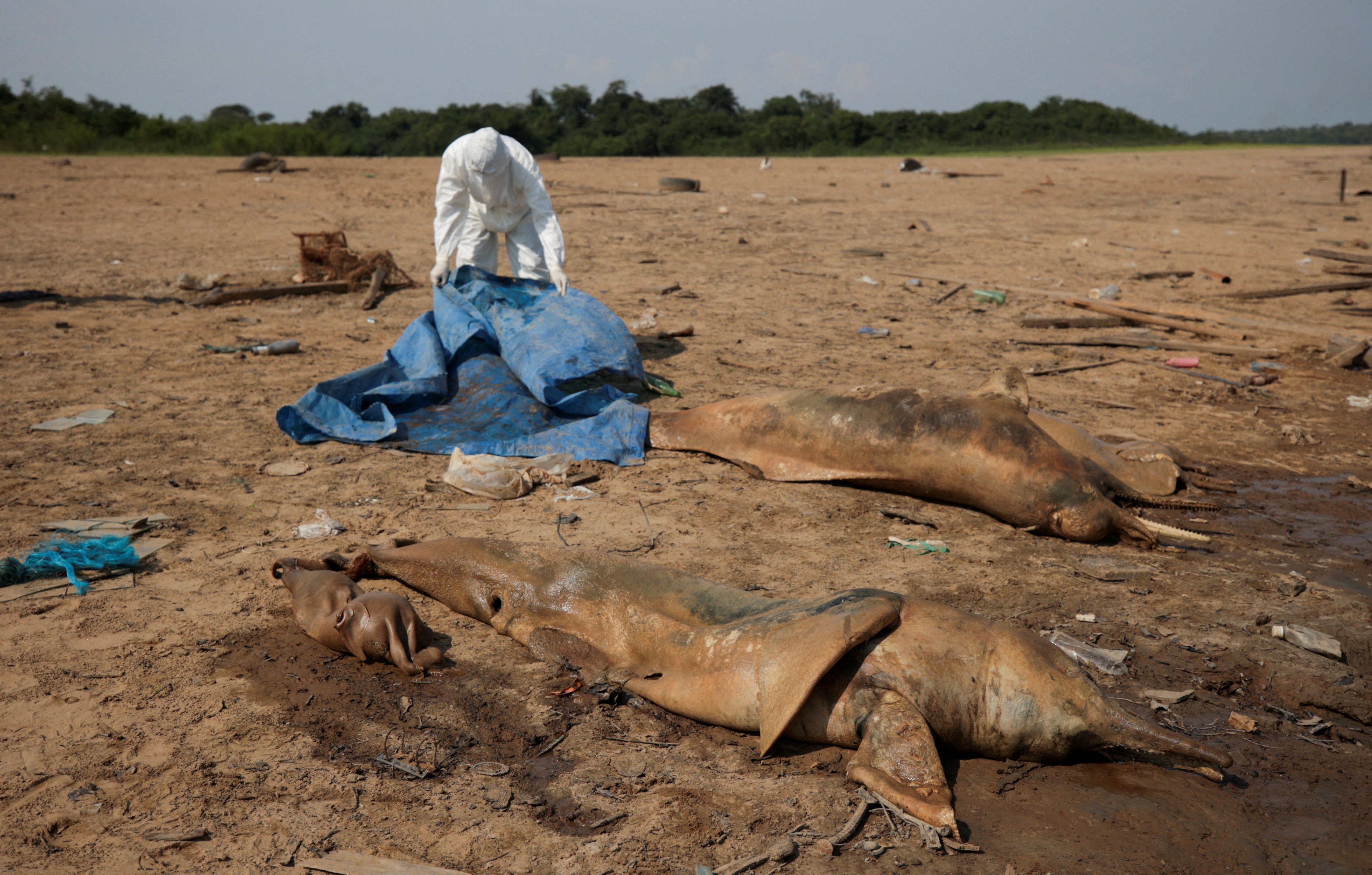 A researcher from the Mamiraua Institute for Sustainable Development retrieves dead dolphins from Tefe lake