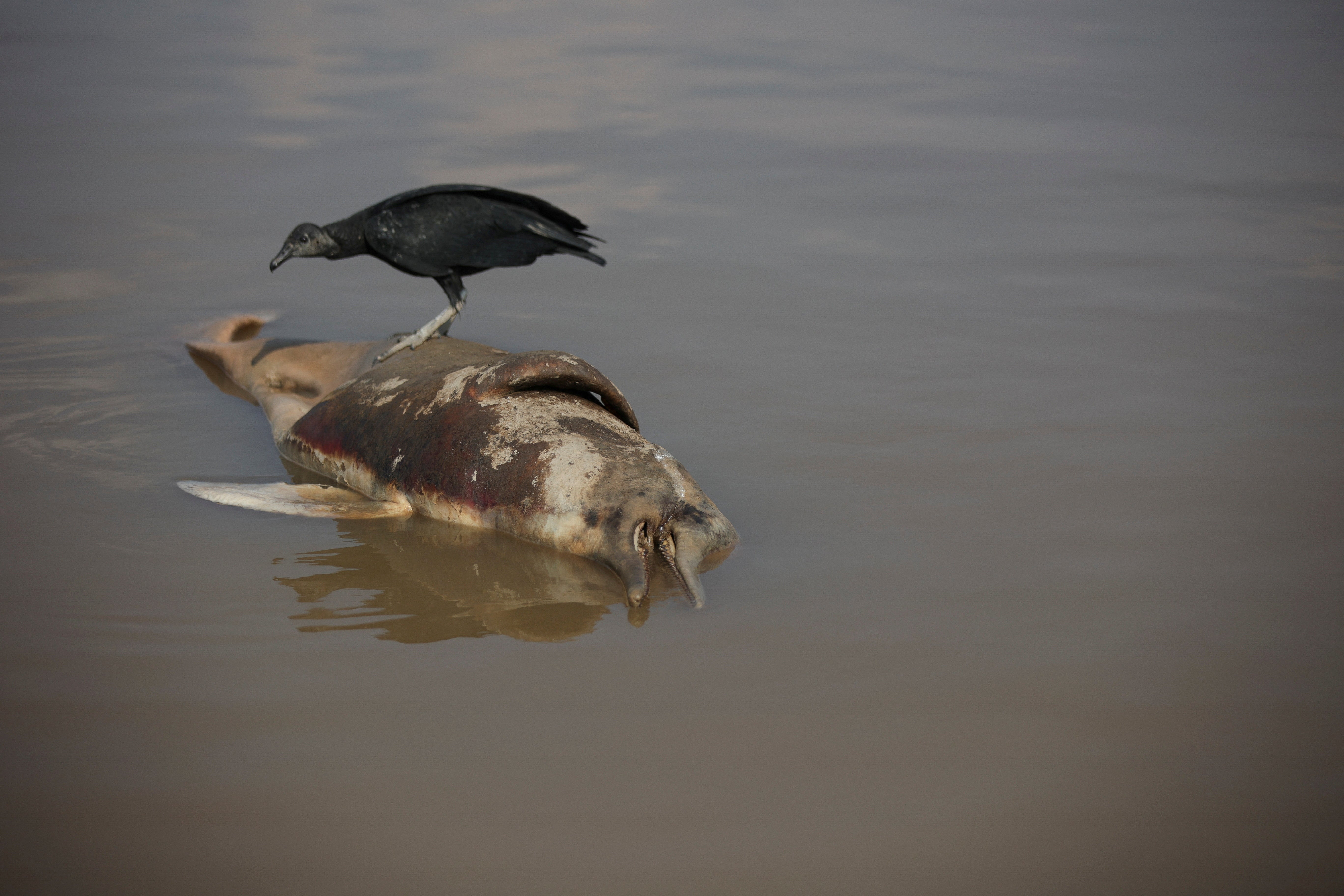 <p>A dead dolphin is seen at the Tefe lake effluent of the Solimoes river that has been affected by the high temperatures and drought in Tefe in Brazil’s Amazonas state on 1 October</p>