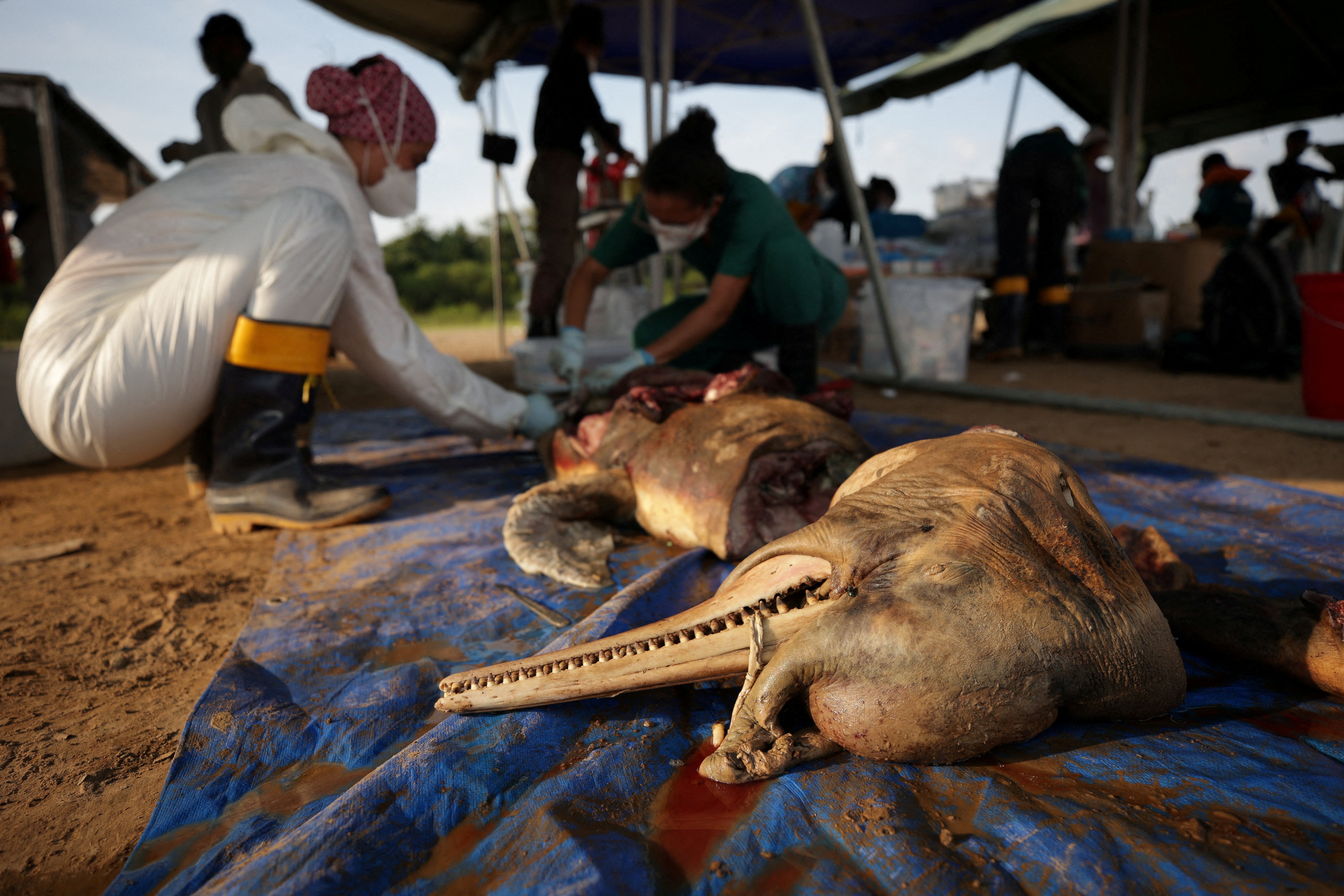Researchers from the Mamiraua Institute for Sustainable Development analyse a dead dolphin at the Tefe lake effluent of the Solimoes river