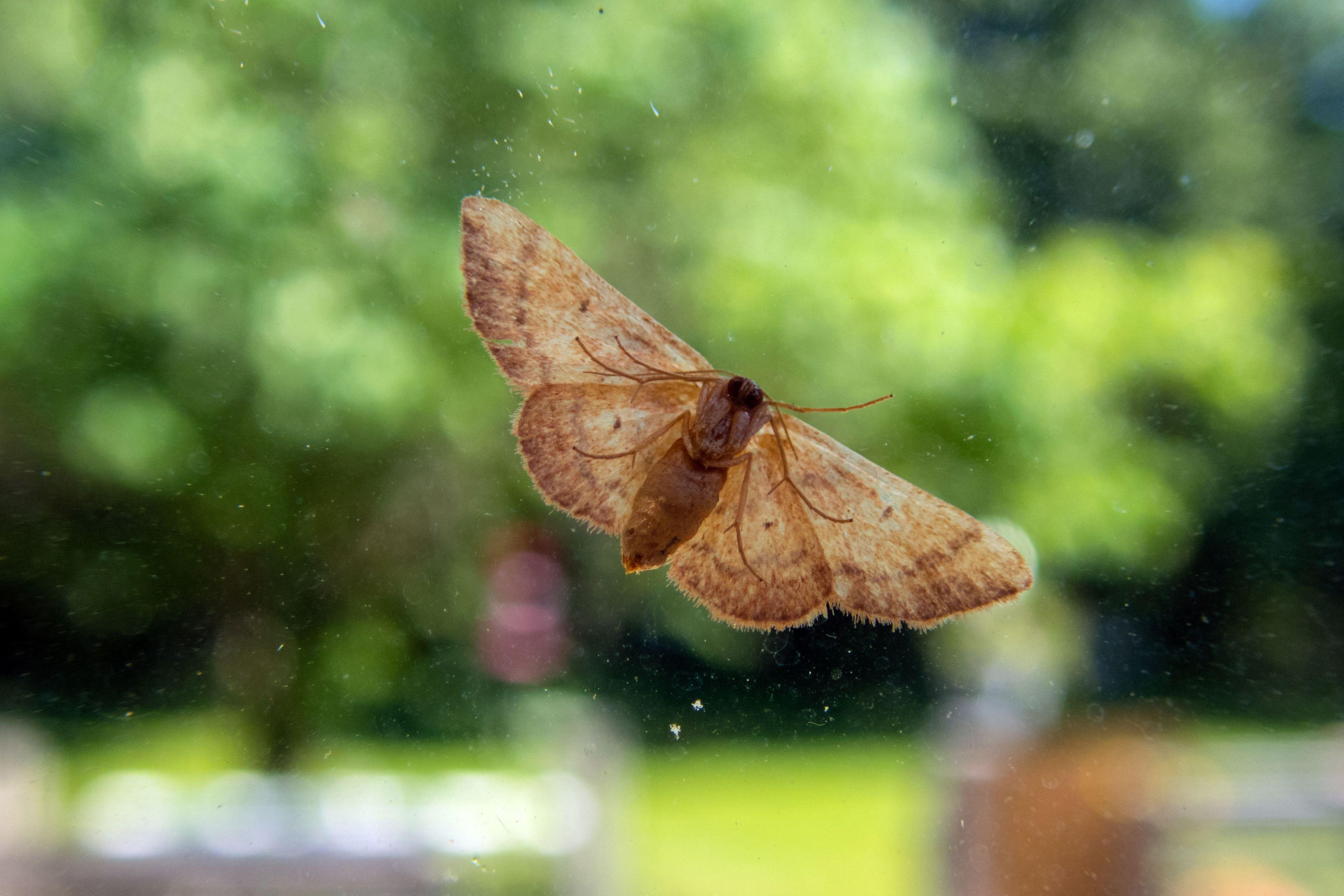 How to eliminate moths from clothes: natural remedies and flawless
