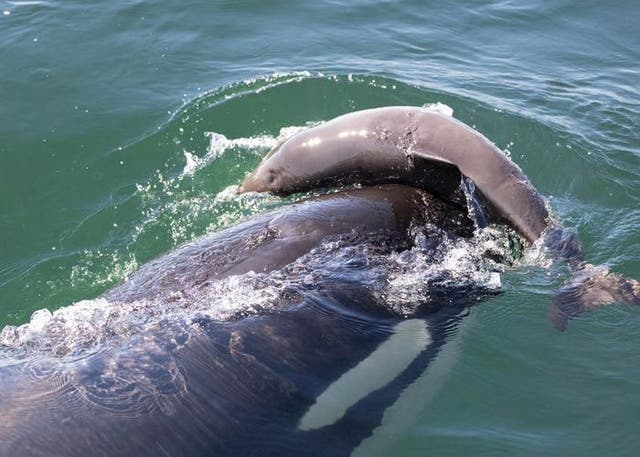 Se observa a una orca en el mar de Salish acosando a una marsopa, un comportamiento que ha dejado perplejos a los científicos durante mucho tiempo.