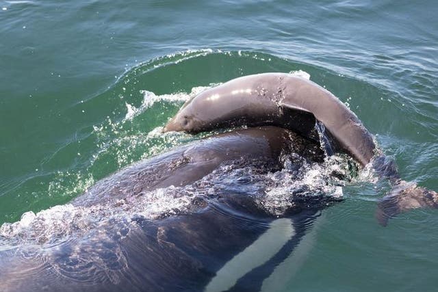 Se observa a una orca en el mar de Salish acosando a una marsopa, un comportamiento que ha dejado perplejos a los científicos durante mucho tiempo.
