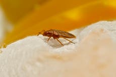 How to get rid of bed bugs? The signs and symptoms as infestation could make its way from Paris to London