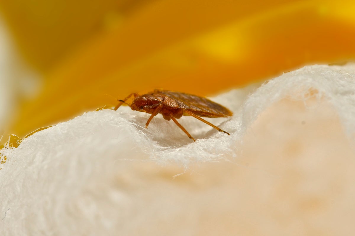 How to get rid of bed bugs: Signs and symptoms amid threat of UK invasion
