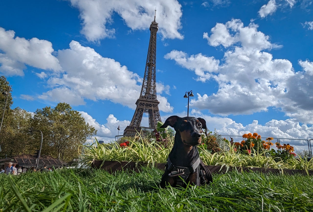 Arty relaxes and takes in the sights of Paris, posing with the Eiffel Tower behind