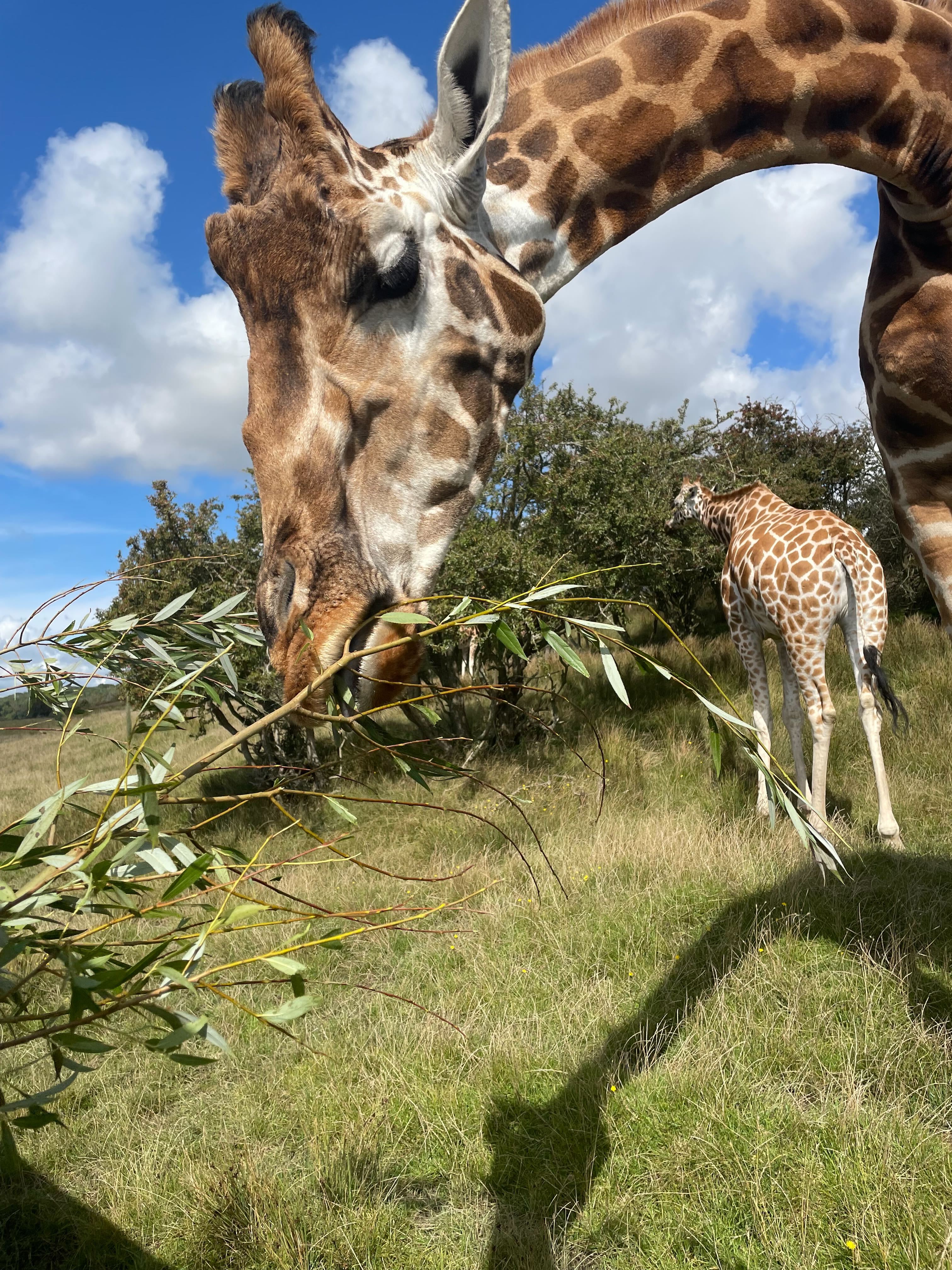 All Port Lympne breaks and day tickets come with a safari experience