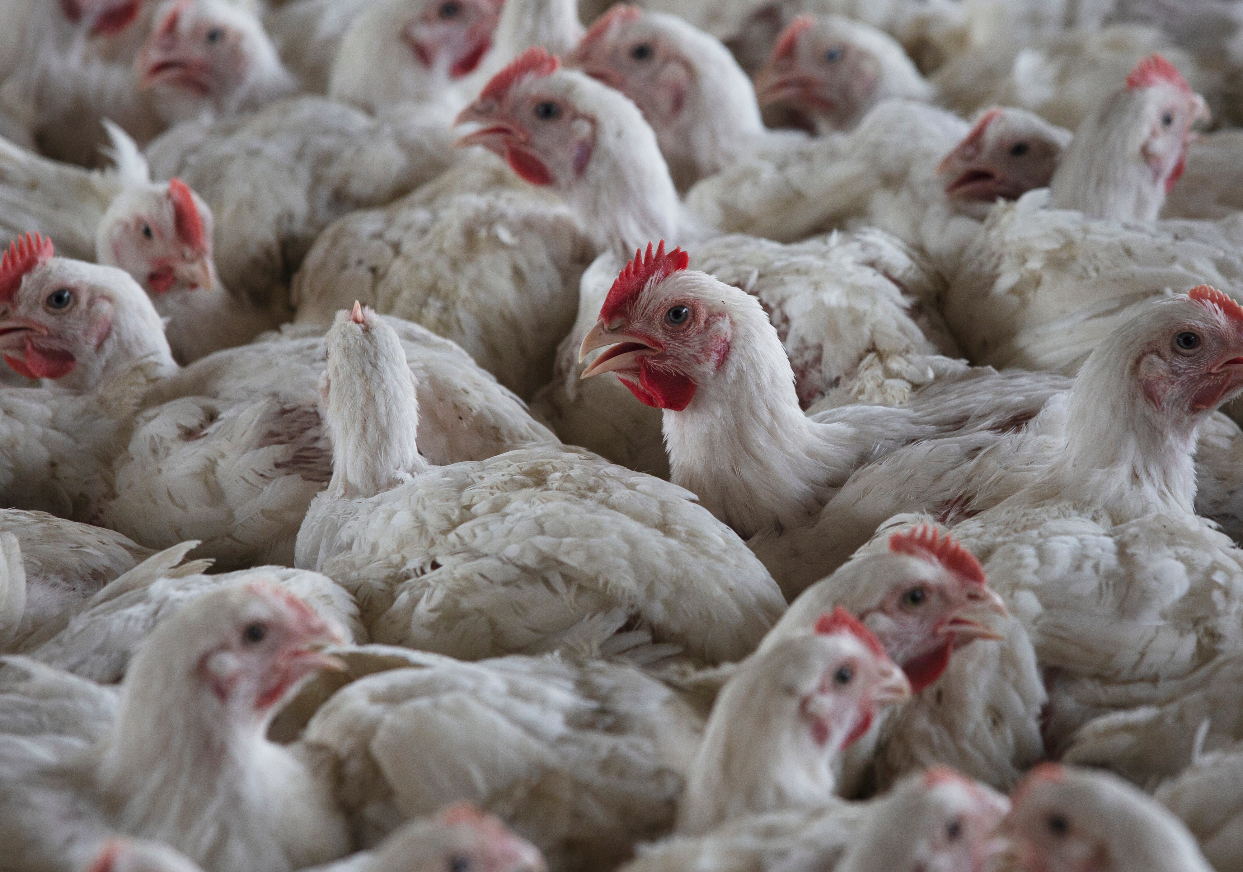 South Africa culls nearly 2.5M chickens in effort to contain bird flu