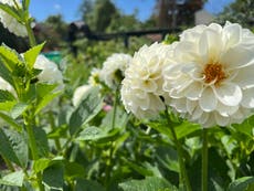 Plan now for a dahlia garden next year, and don't be intimidated