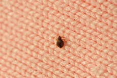 How to check for bedbugs in your hotel room – and what to do if you spot one