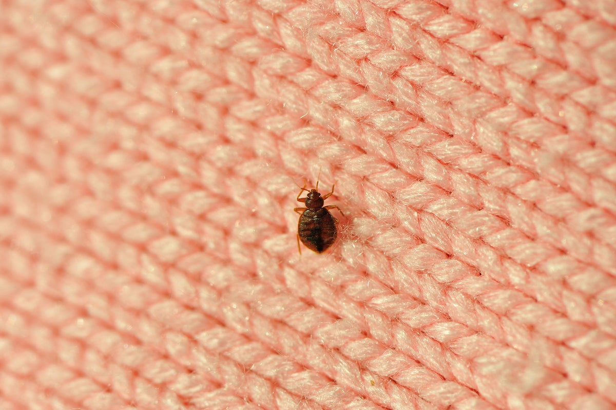 Bedbugs ‘spotted’ on London underground as Sadiq Khan tackles issue