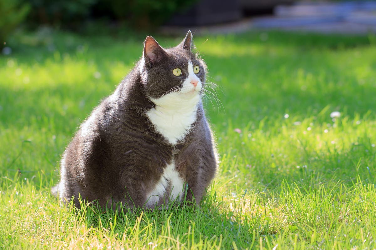 Having an overweight pet could cost owners over £1,000 in vets’ bills