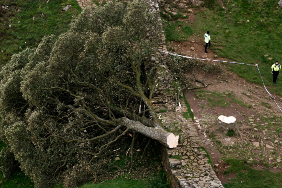 Sycamore Gap tree &ndash; latest: Future of site to be decided as National Trust inundated with messages of support 