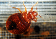 Is London prepared for the mutant bedbug invasion that has swarmed Paris?
